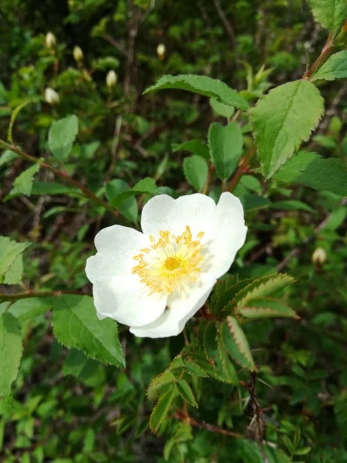 Bibernell-Rose 10