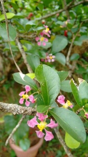 Ciliegio di Barbados 6