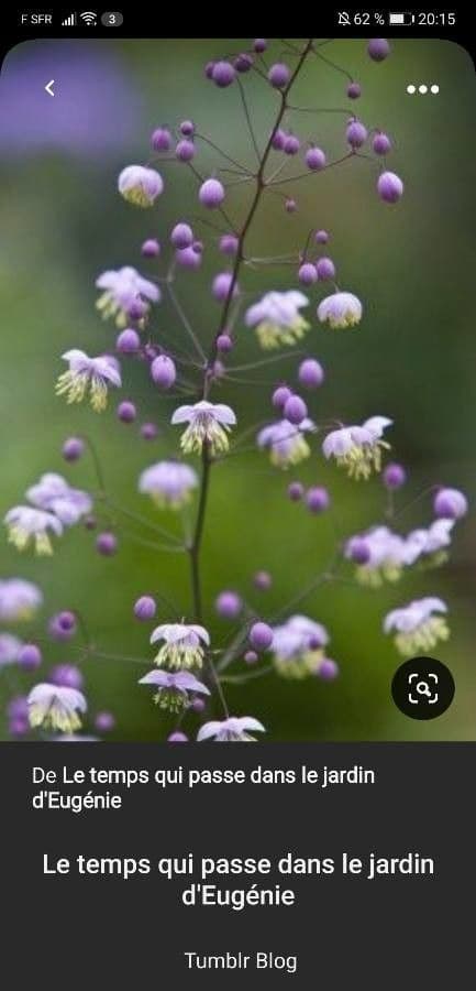 Rutacabrum di Delavay 4