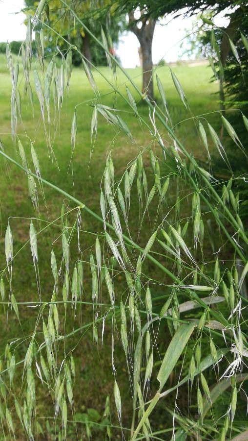 Avena strigosa 7