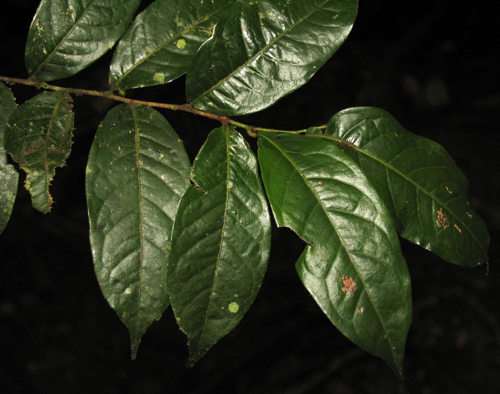 Hirtella