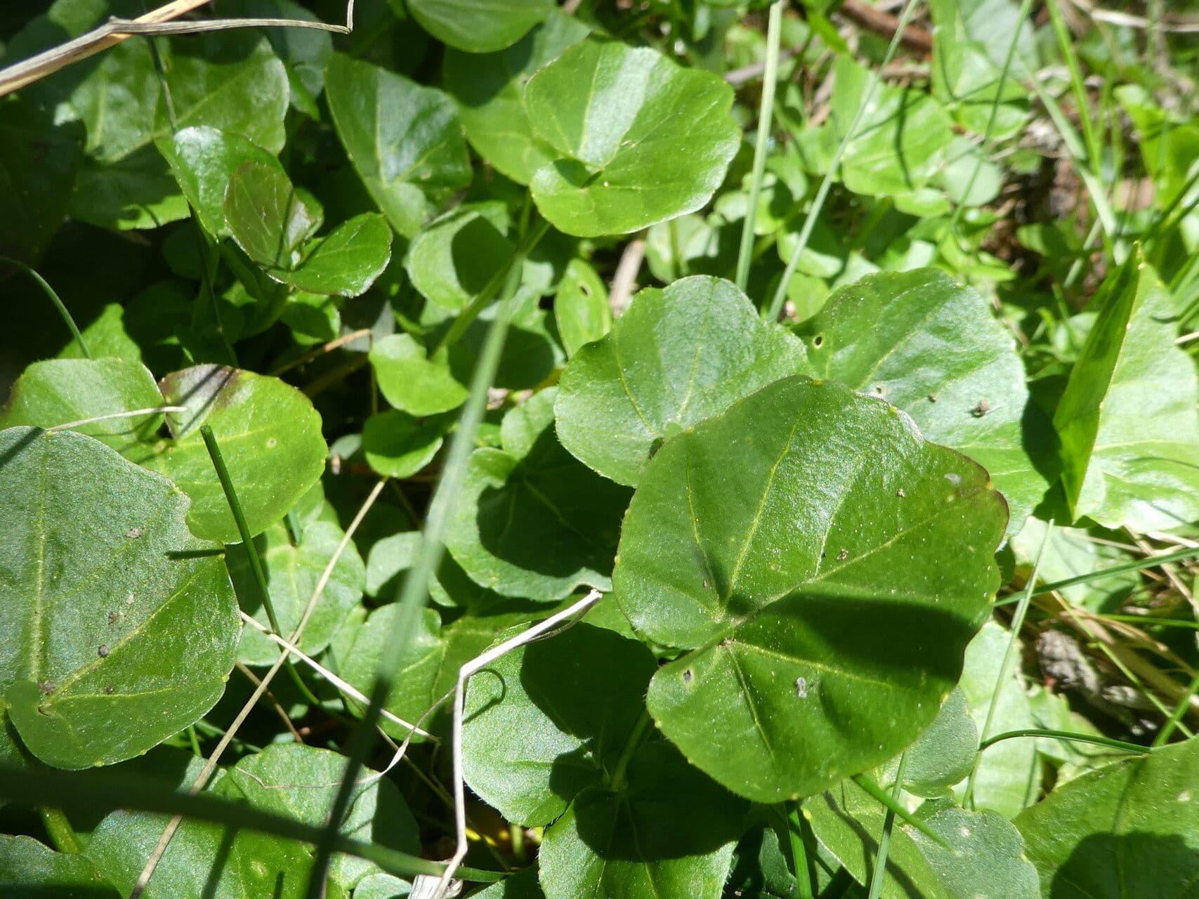 Cardamine raphanifolia 20