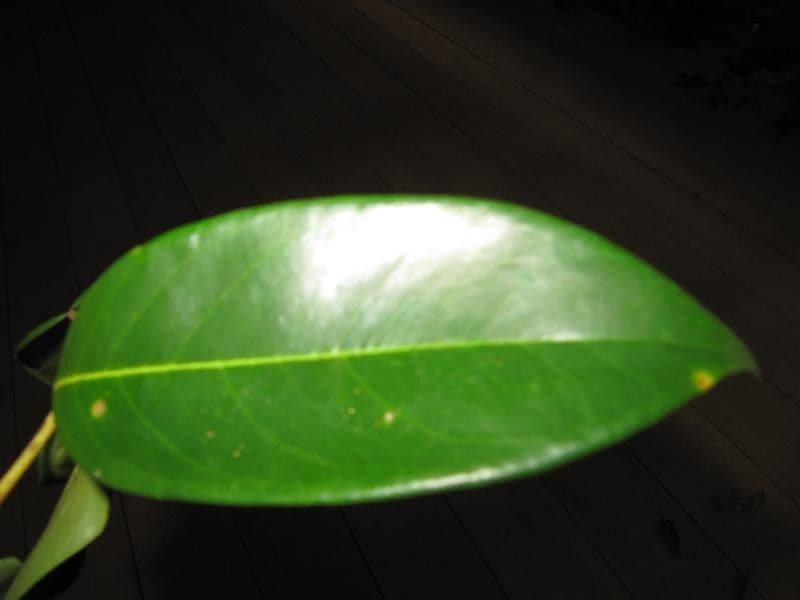 Swartzia 5