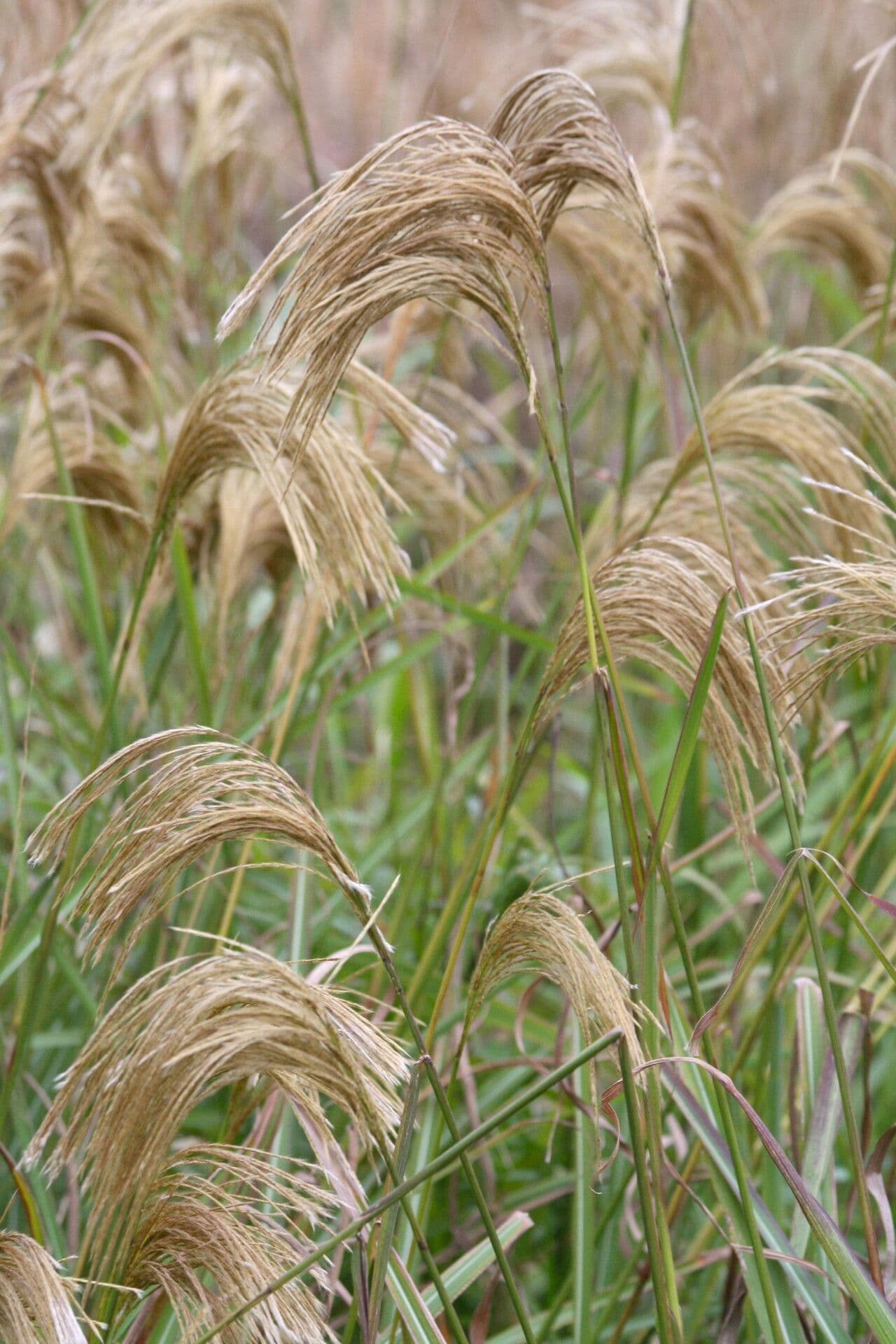 Erba argentea del Nepal 5