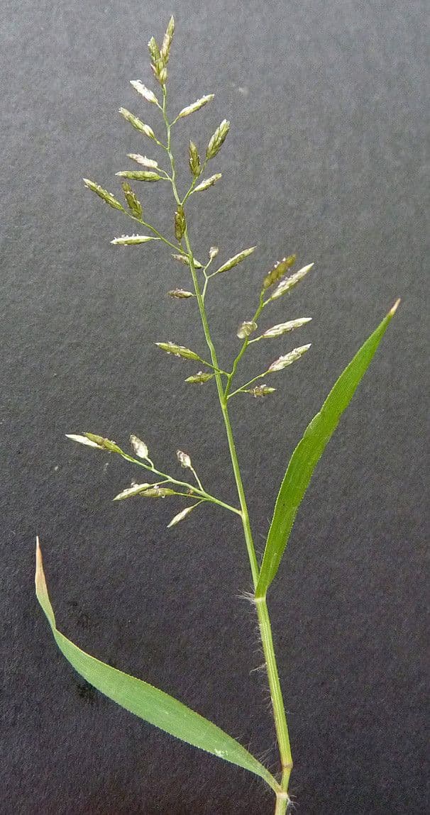 Fienarola minore 27