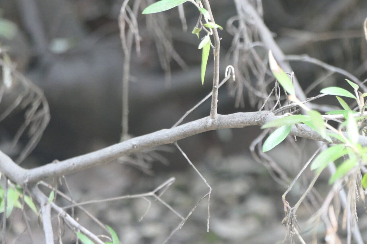 Grevillea reale 11