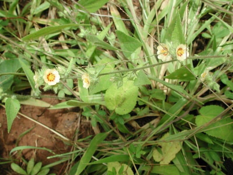 Sida urens 7