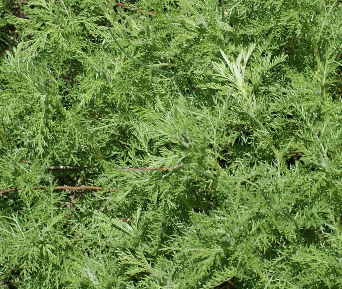 Weiße Artemisia 15