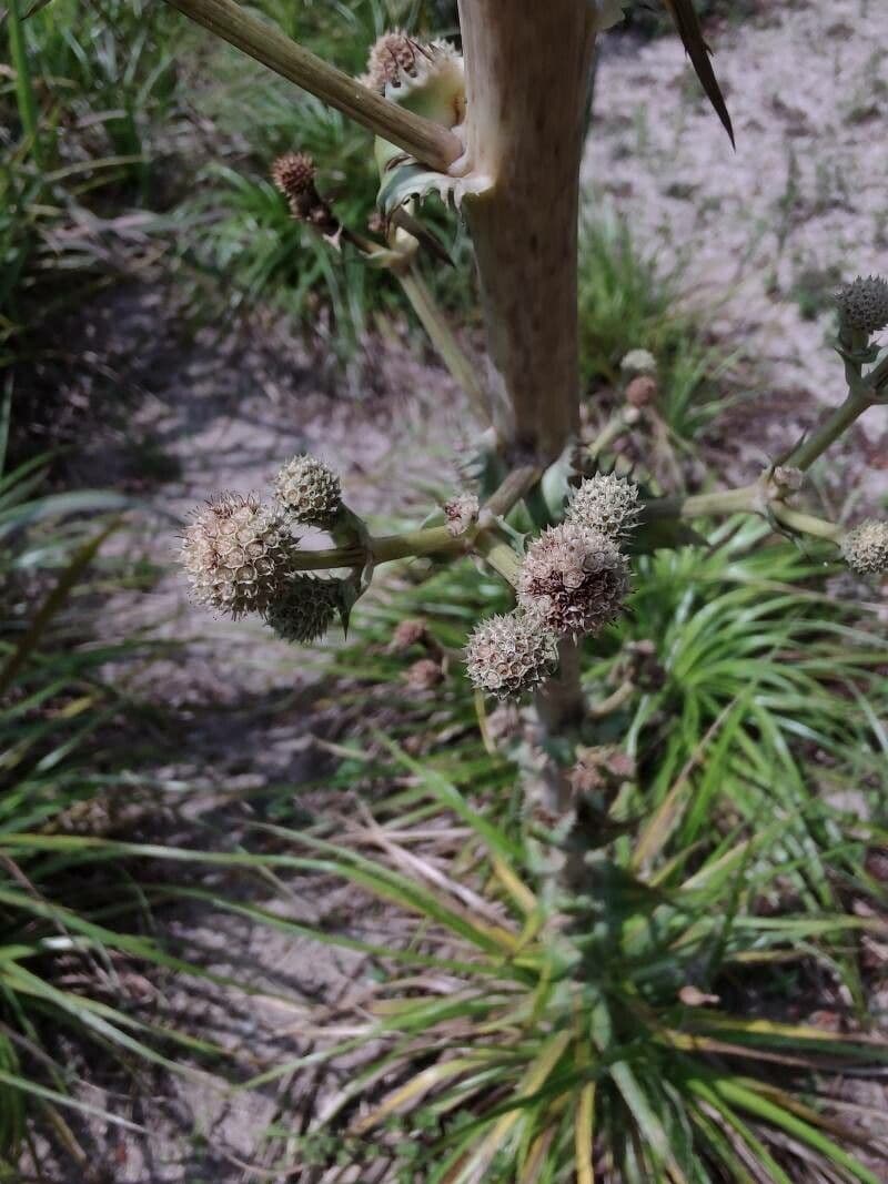 Panicaut de Humboldt