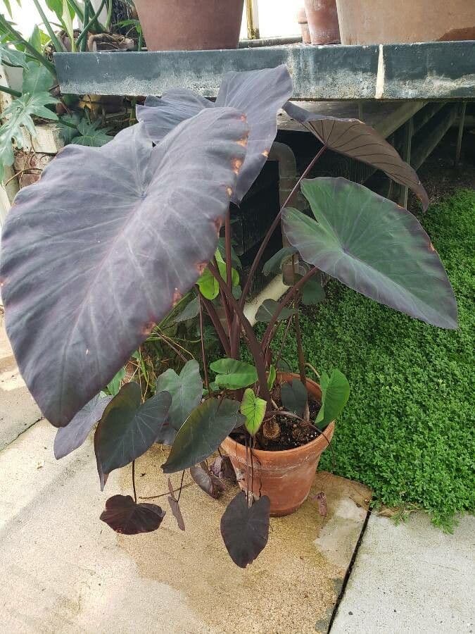 Taro 13