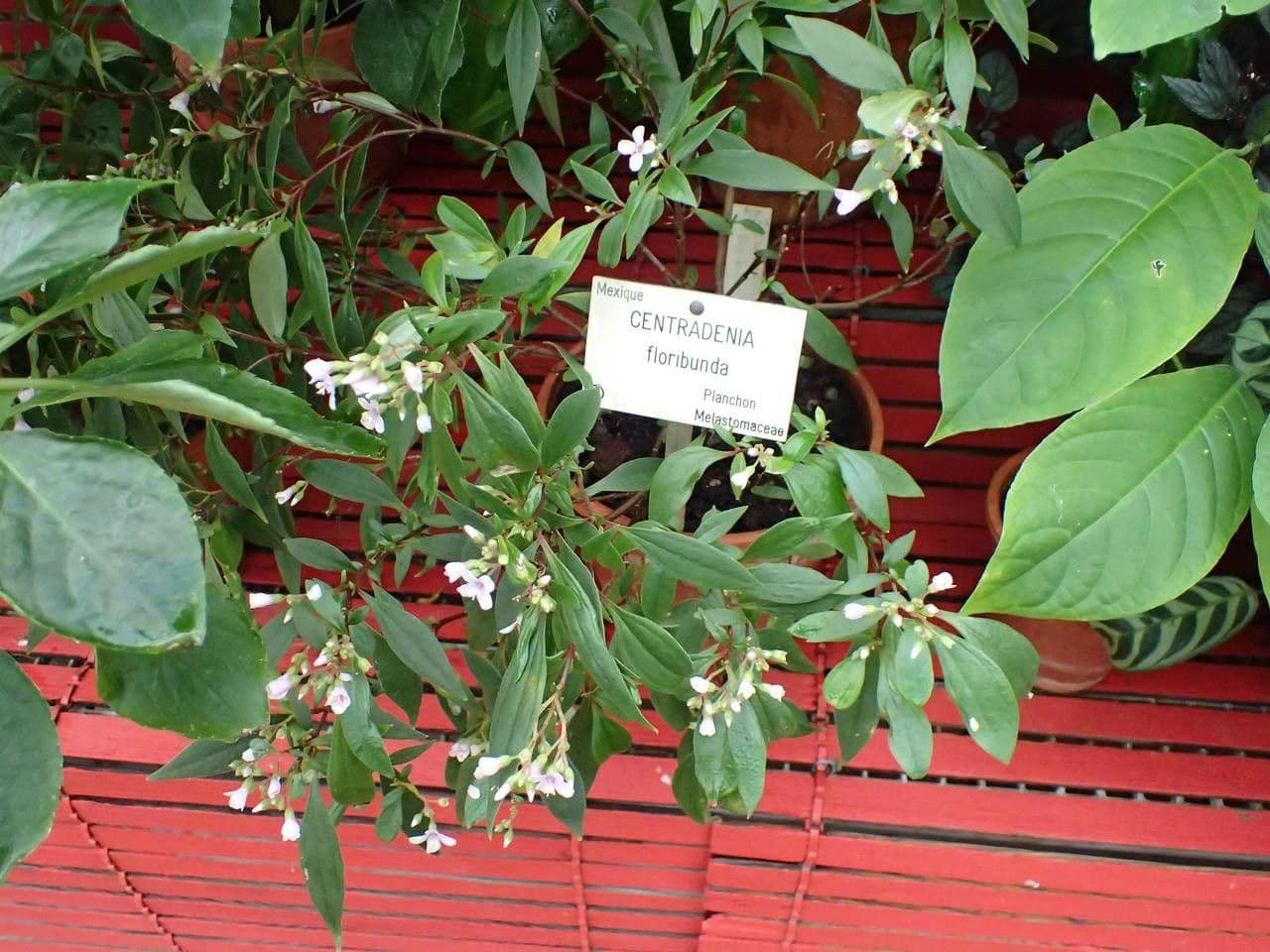 Centradenia 5