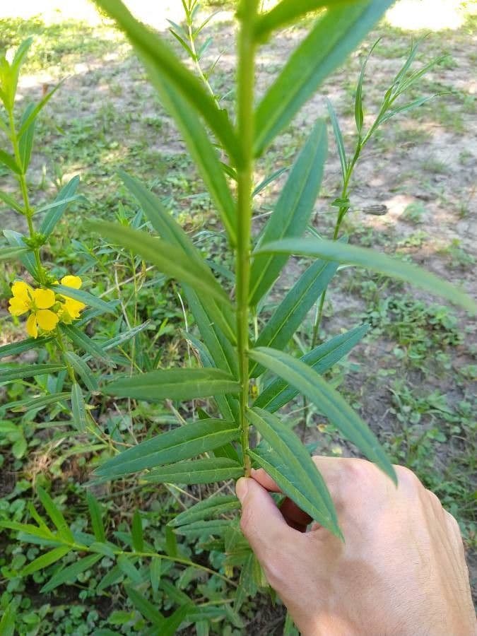 Heimia salicifolia 8