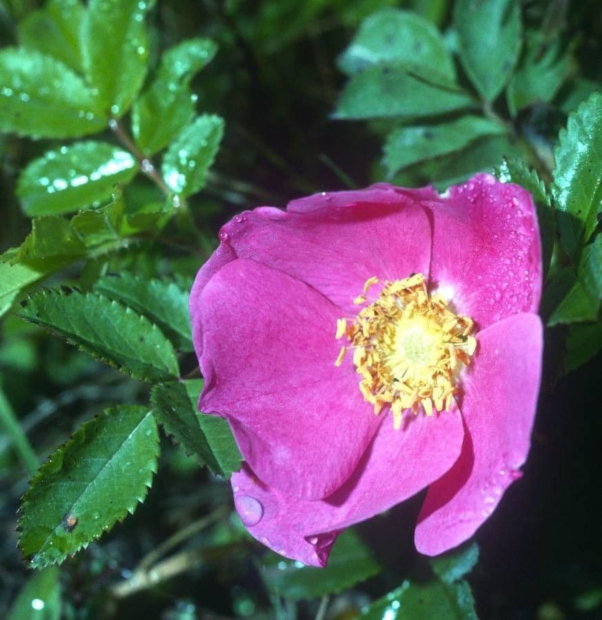 Rosa 7