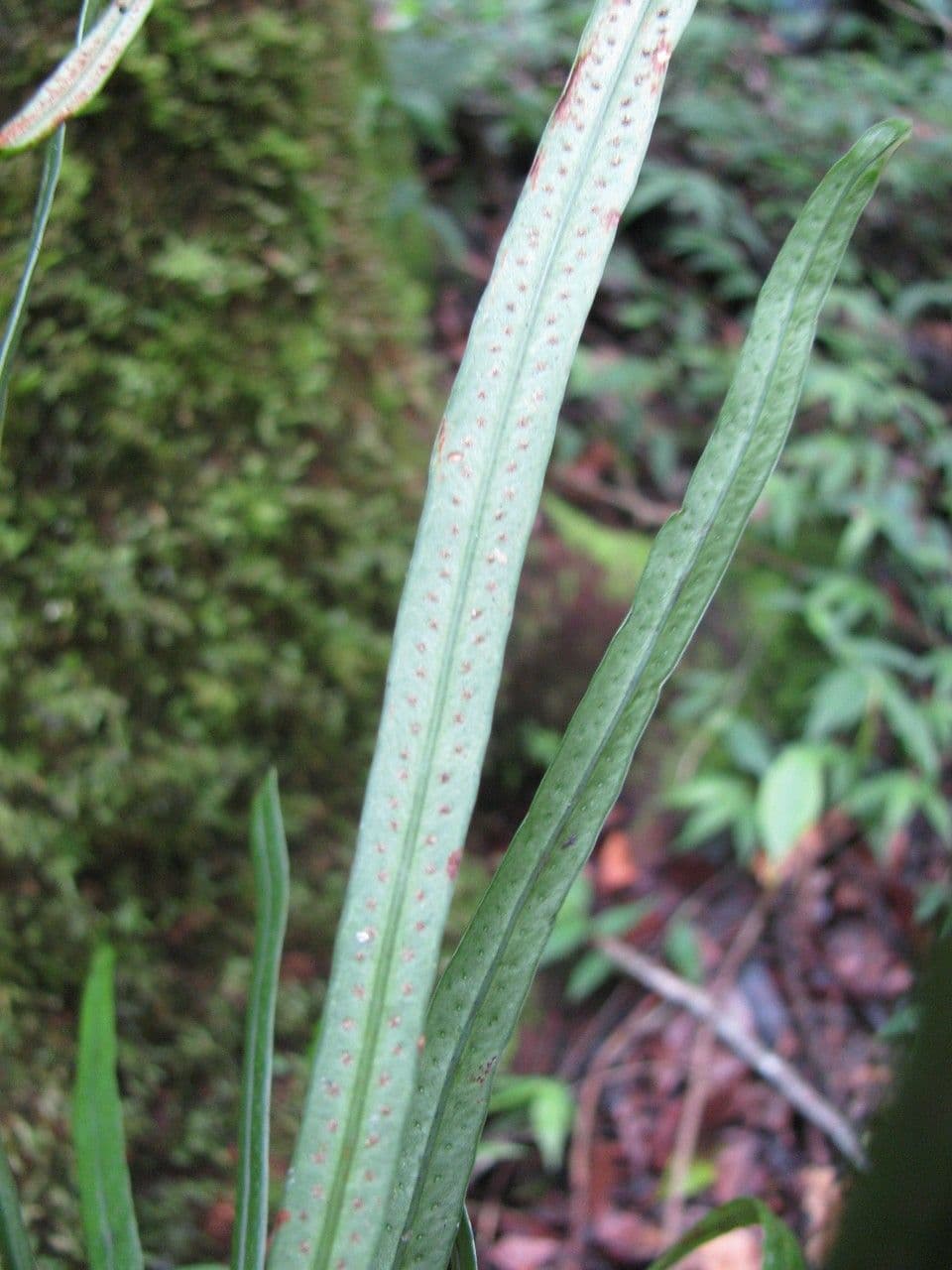 Campyloneurum 14