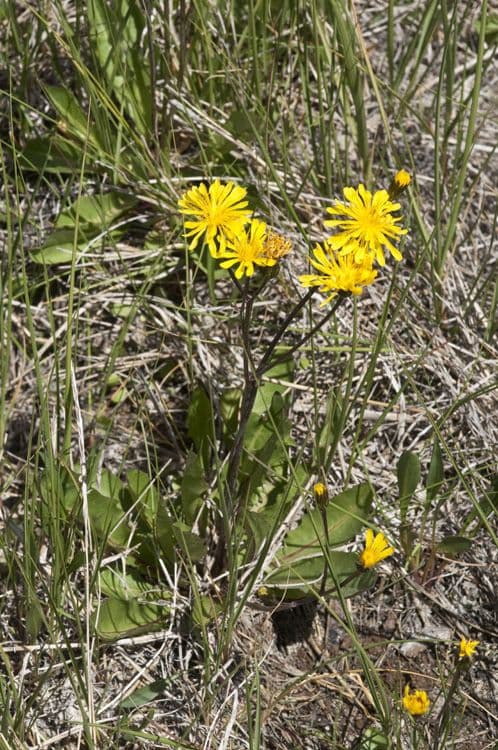 Agoseris glauca 9