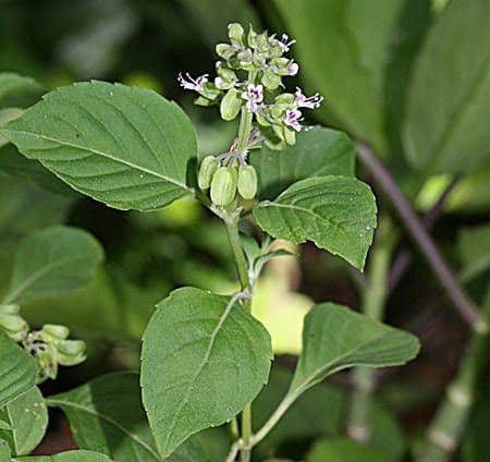 Basilico minore 9