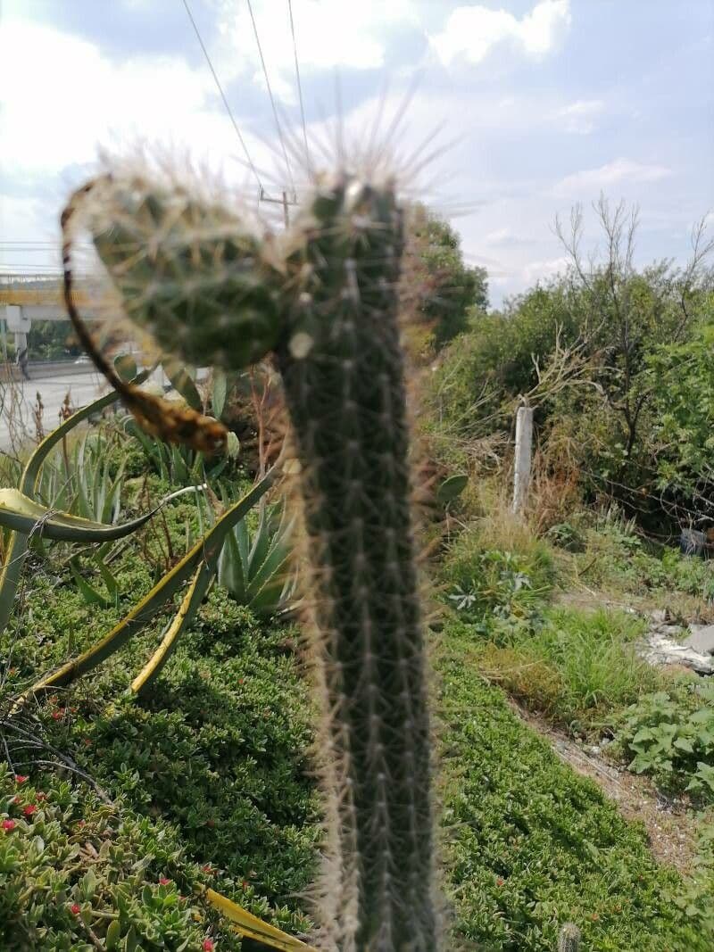 Cactus columnar 6