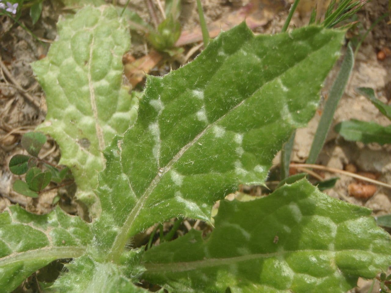 Weißgefleckte Distel 19