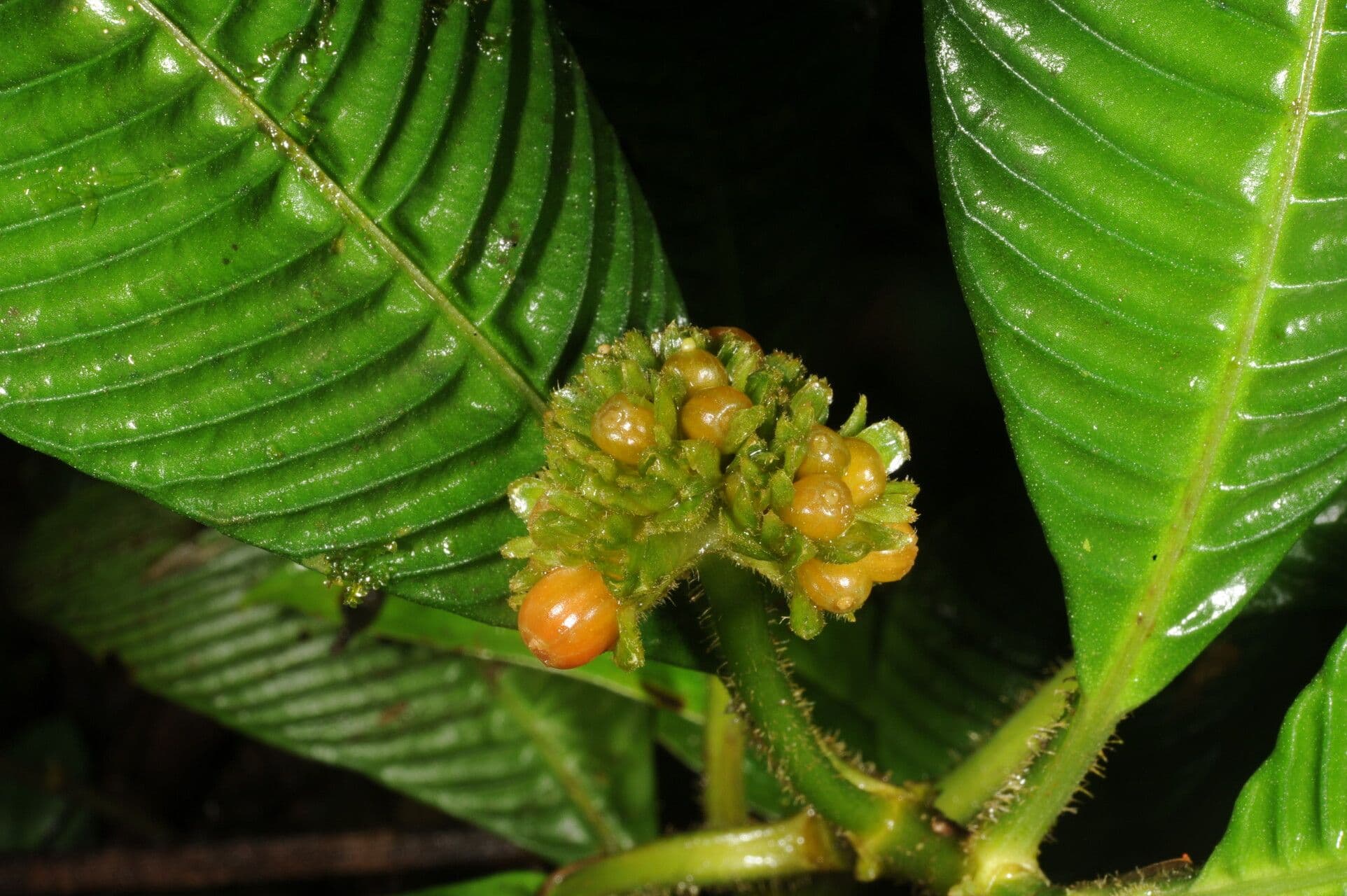 Polyphlebia 8