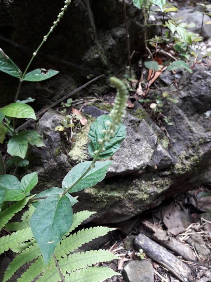 Cyathula prostrata 13