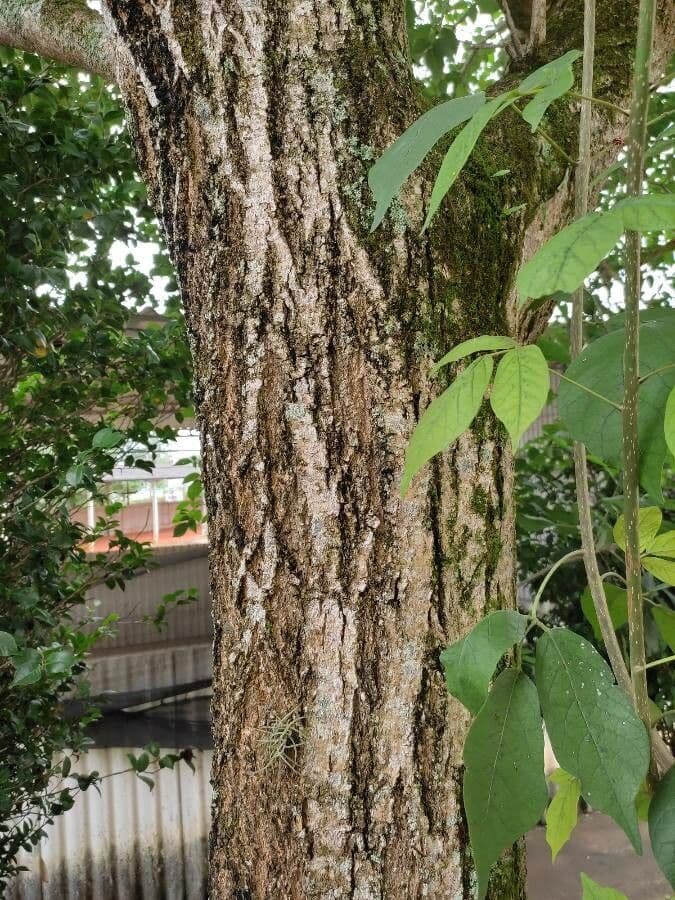 Tabebuia 22