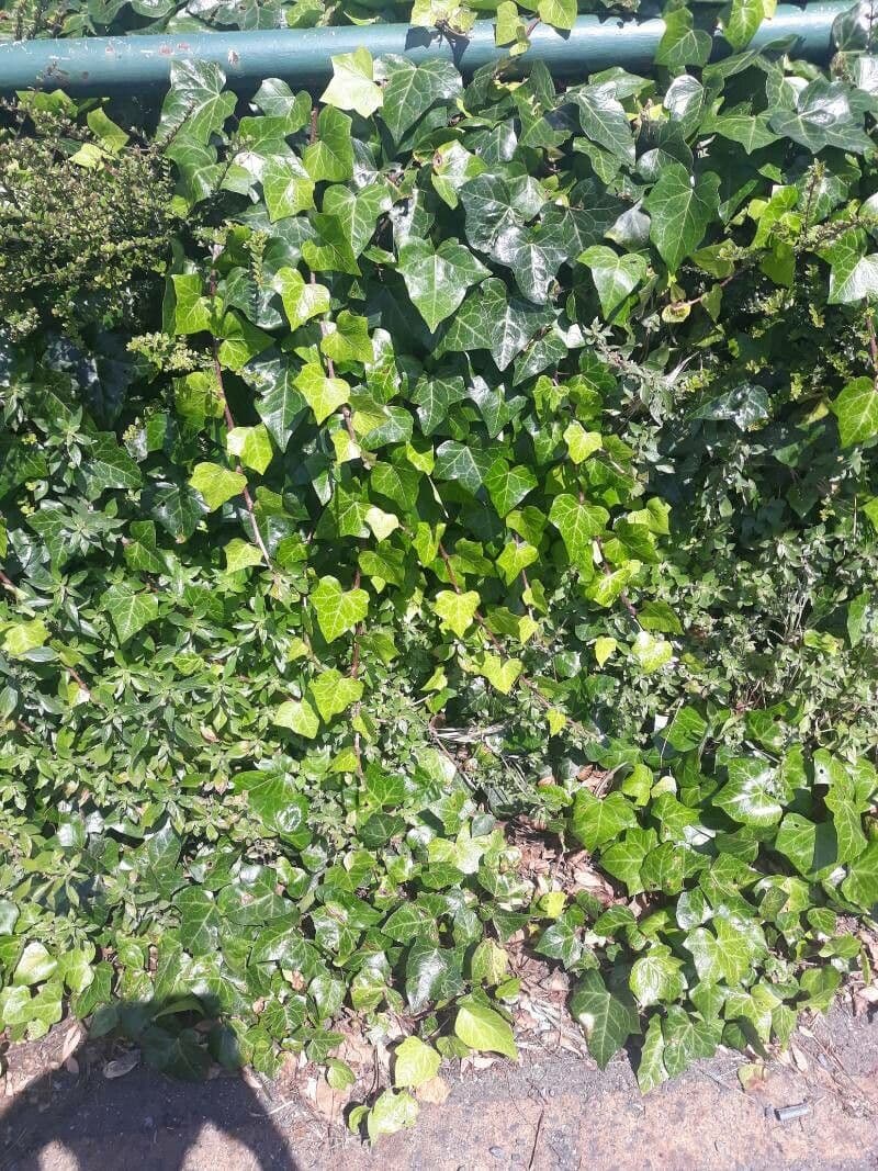 Edera irlandese 8