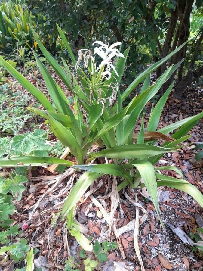 Florida swamp-lily 10