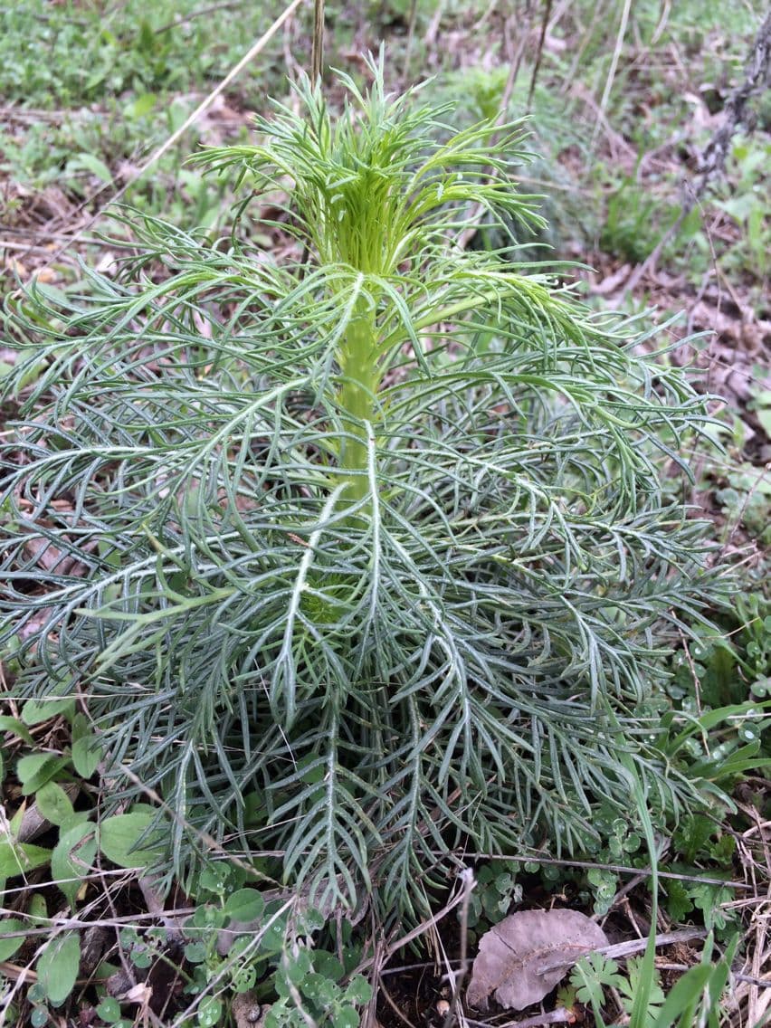 Ipomopsis rossa 14