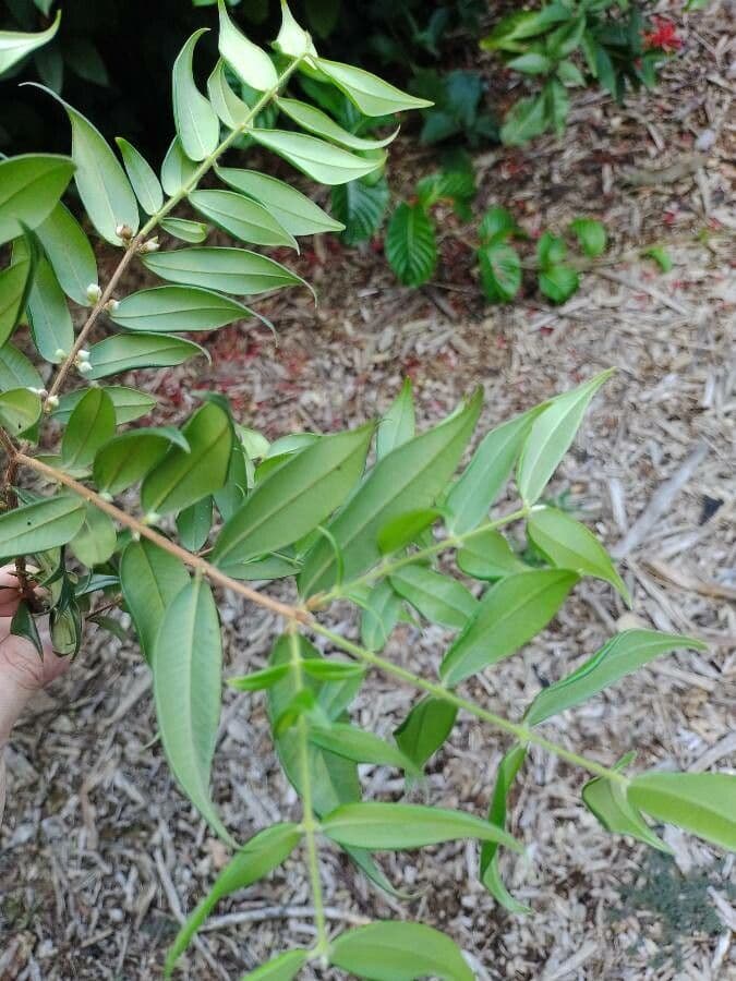 Myrciaria 2