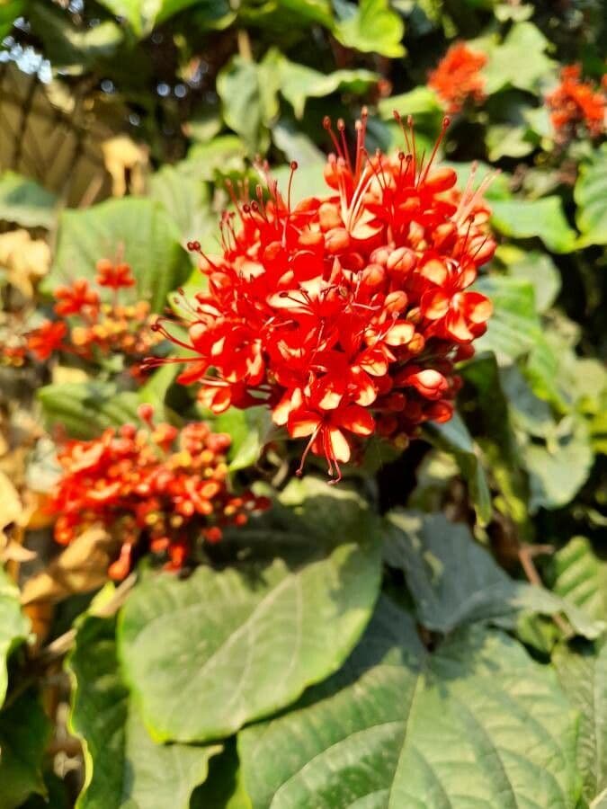 Clerodendro splendente 5