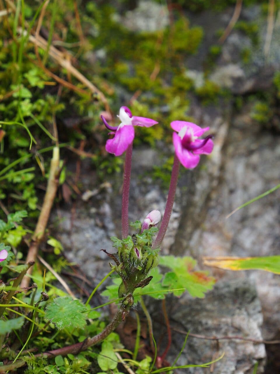 Pedicularis 3