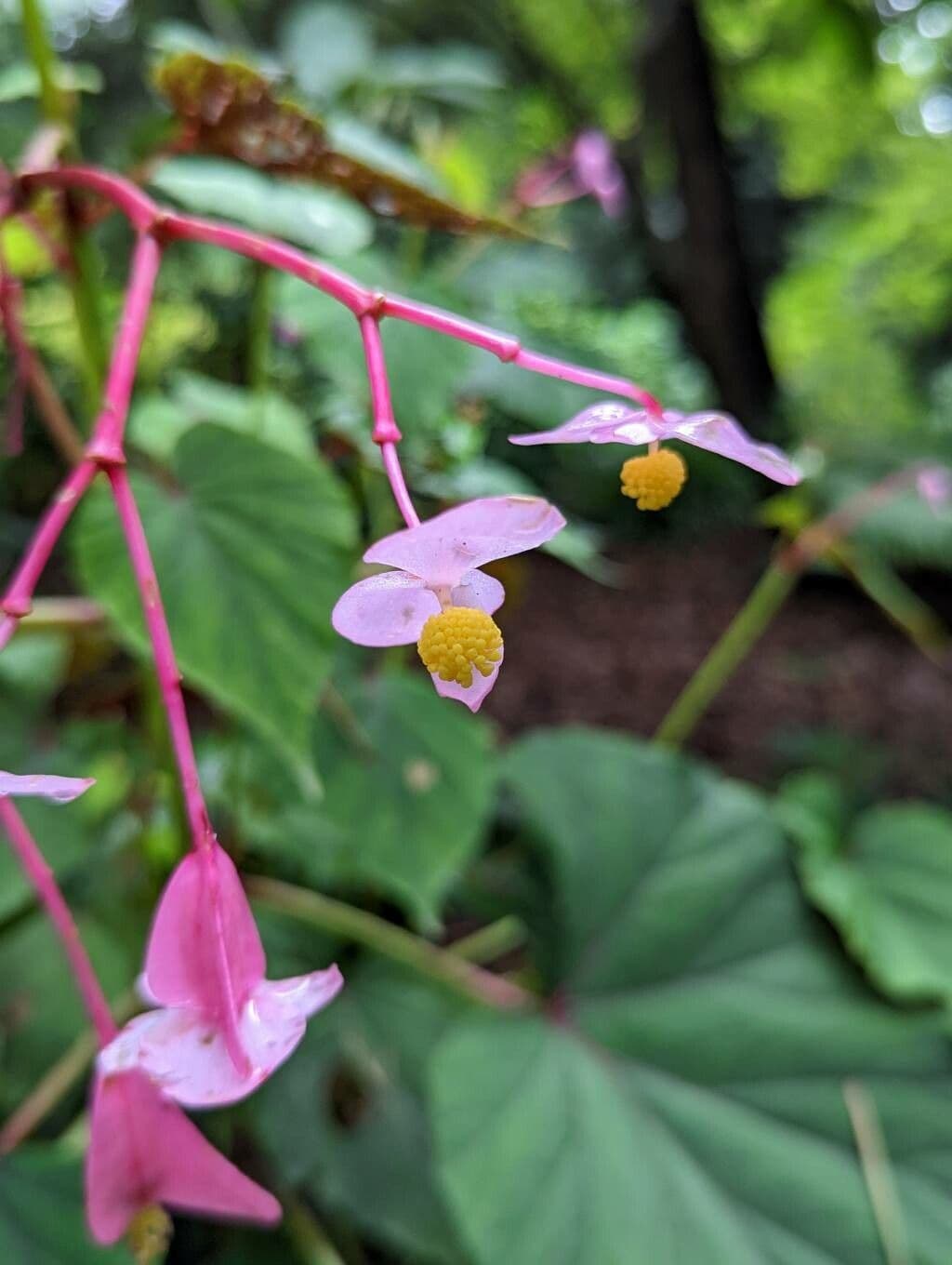 Begonia 7