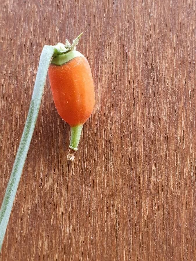 Corallocarpus 5