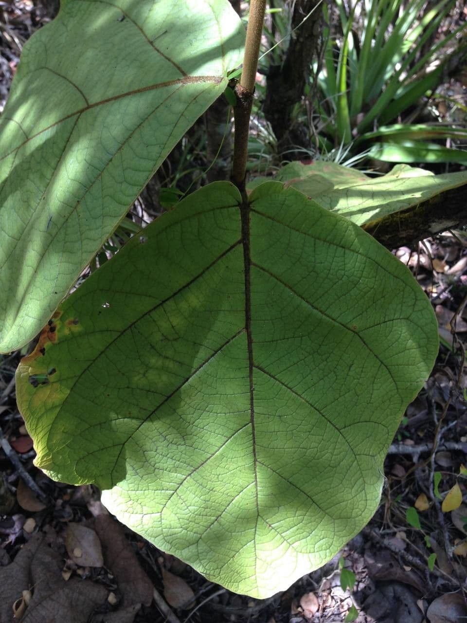 Coccoloba 22