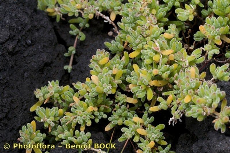 Drosanthemum fleuri 17