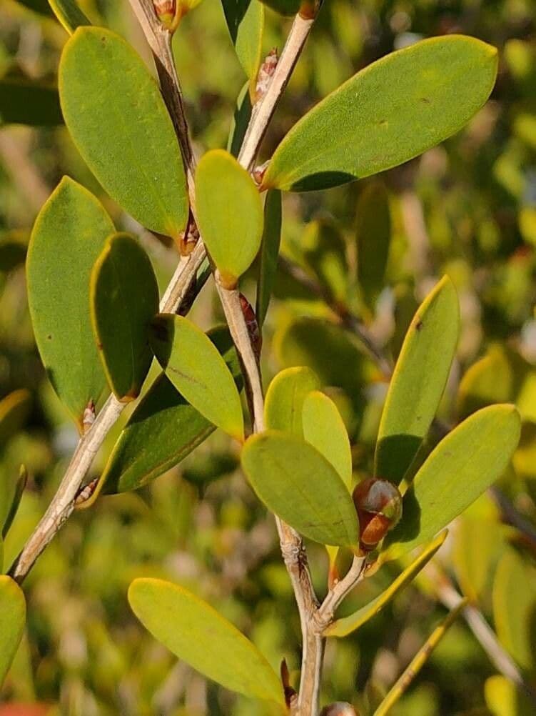 Leptospermum laevigatum 16