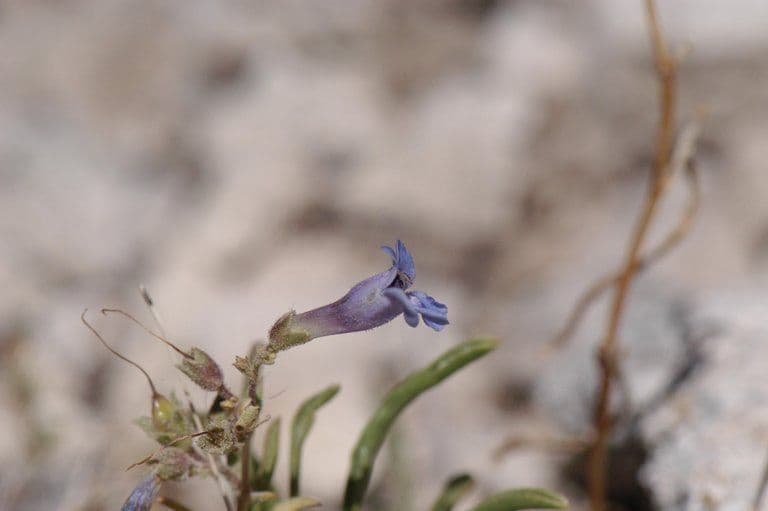 Penstemon 4