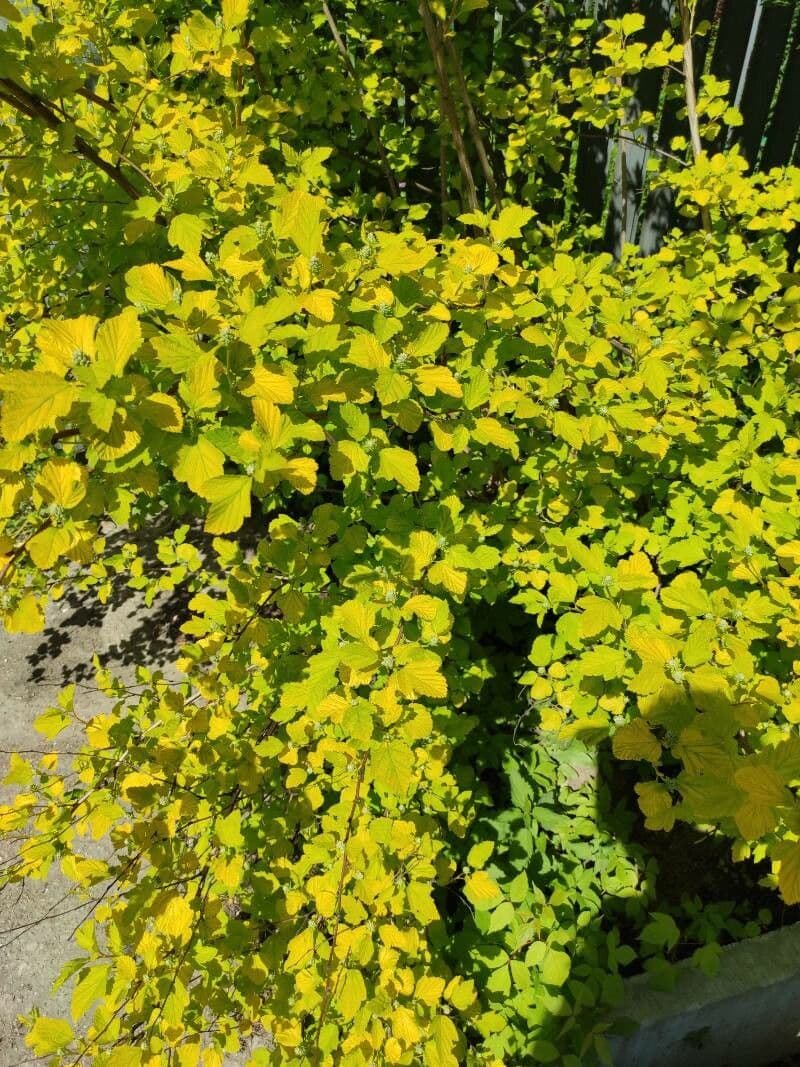 Potočnice strední 18