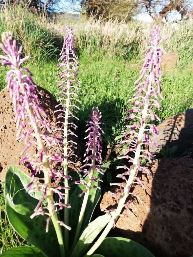 Ledebouria 3
