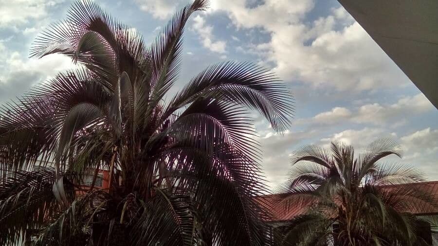 Palma