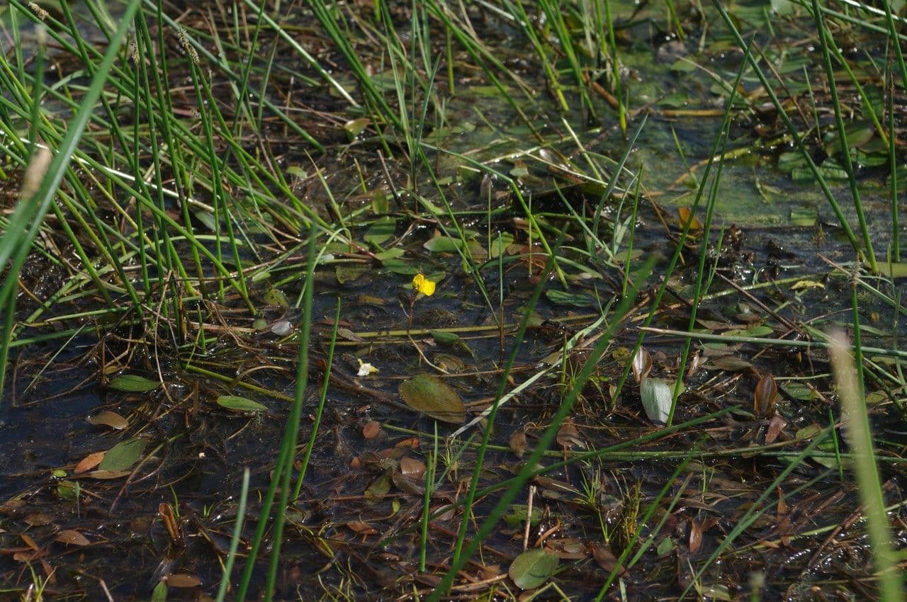 Utricularia común 7