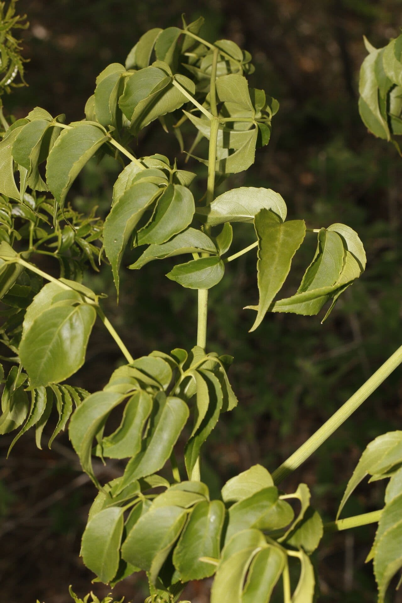 Aralia excelsa 9