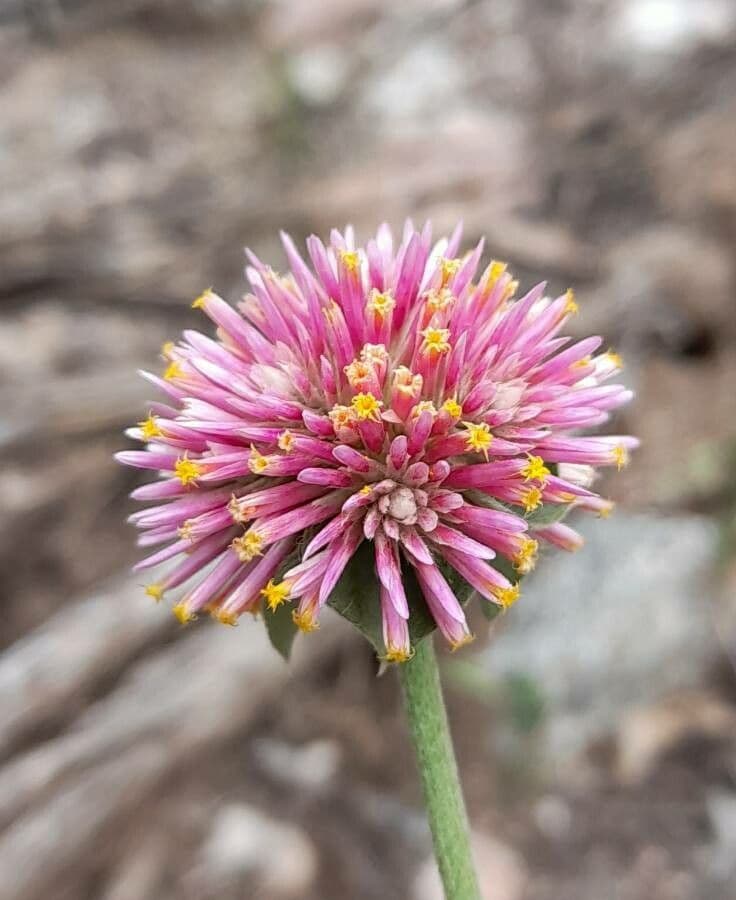 Gomphrena 3