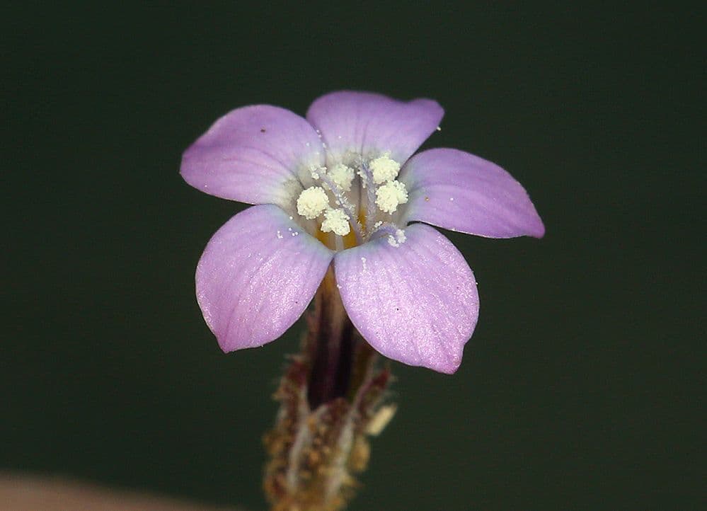 Gilia 4