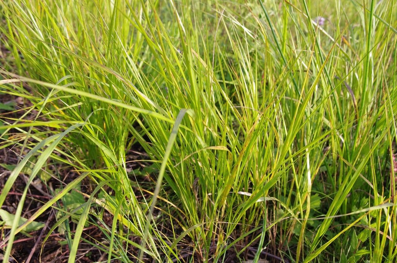 Calamagrostis 18
