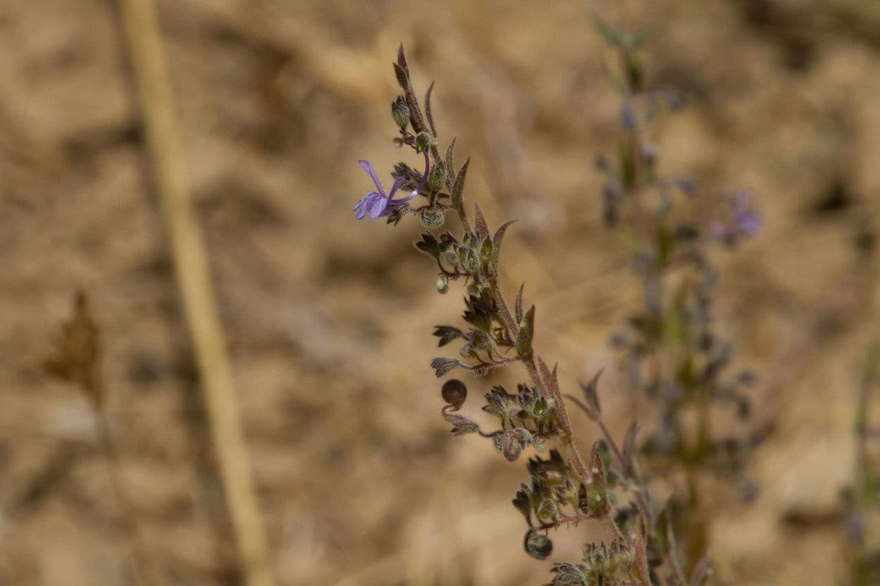 Trichostema lanceolatum