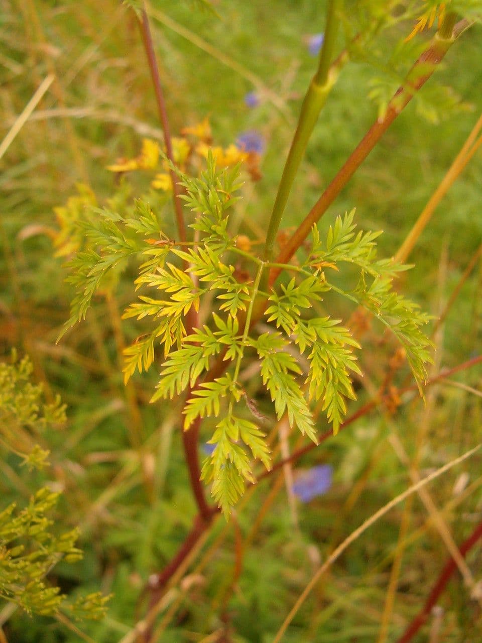 Kerbelrübe 6