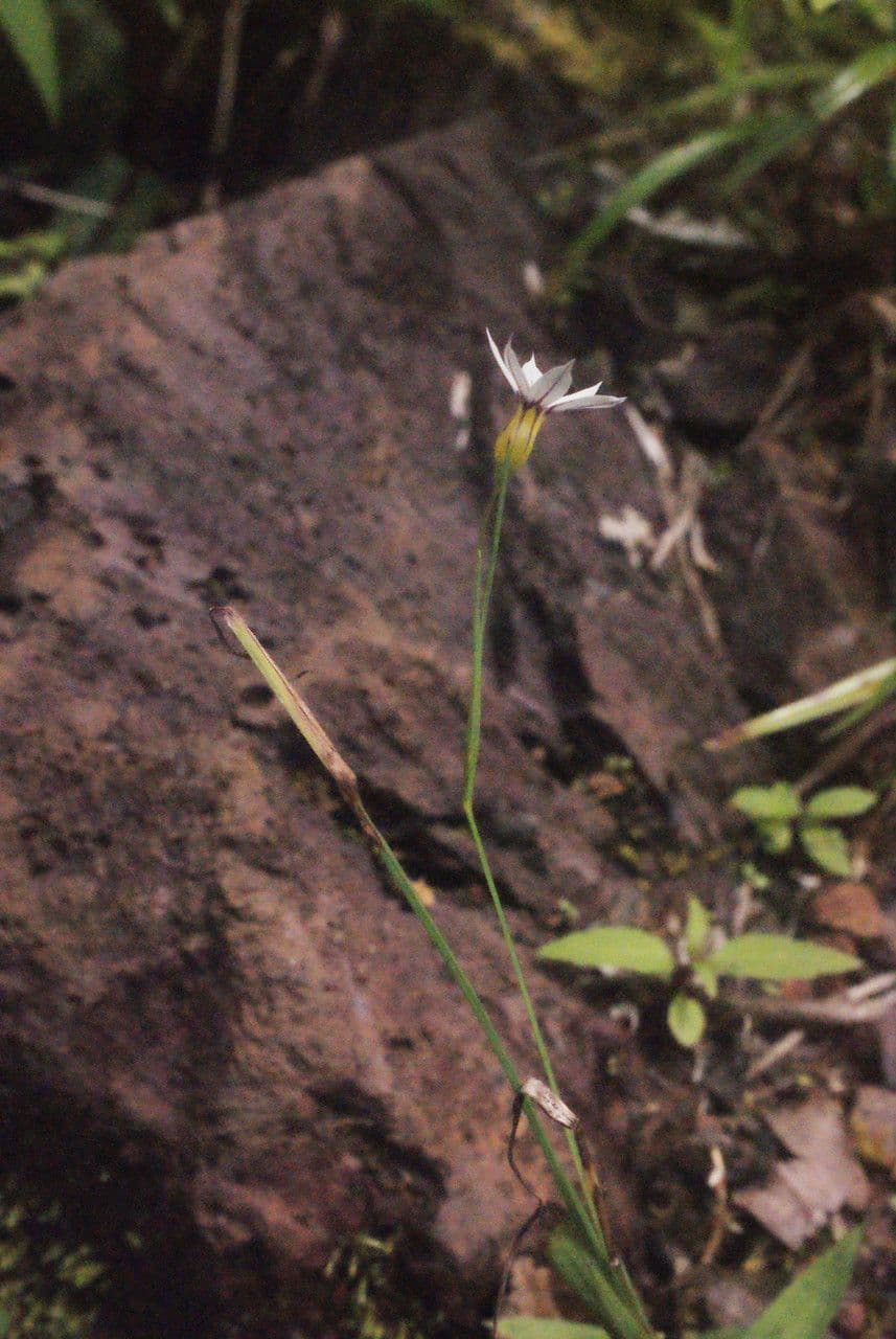 Sisyrinchium micranthum 8
