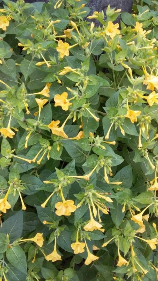Wunderblume 30
