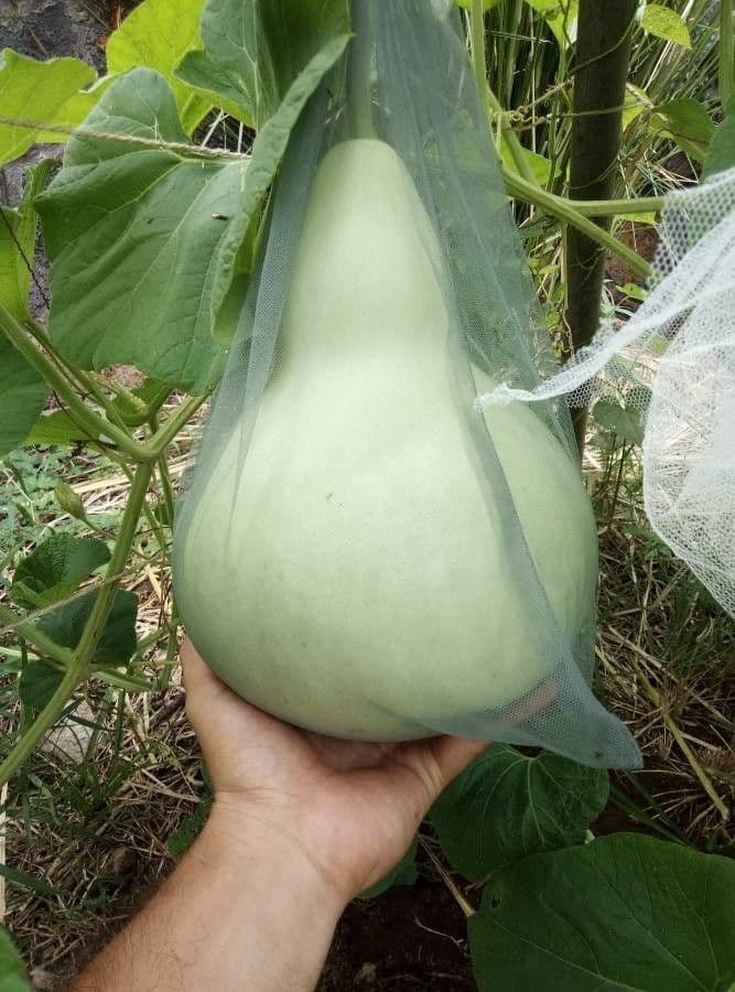 Tykwka